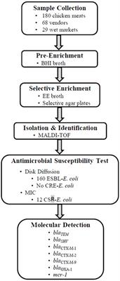 Prevalence and characterization of antimicrobial-resistant Escherichia coli in chicken meat from wet markets in Hong Kong